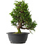 Juniperus chinensis Itoigawa, 29,5 cm, ± 15 jaar oud