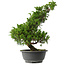 Juniperus chinensis Itoigawa, 35,5 cm, ± 15 anni