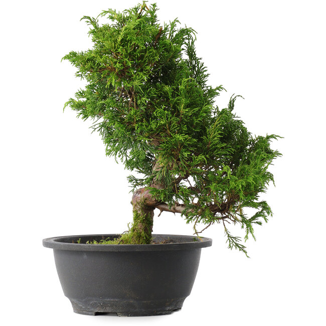 Juniperus chinensis Itoigawa, 29,5 cm, ± 15 years old