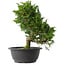 Juniperus chinensis Itoigawa, 29,5 cm, ± 15 anni