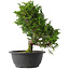 Juniperus chinensis Itoigawa, 29,5 cm, ± 15 jaar oud
