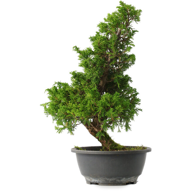 Juniperus chinensis Itoigawa, 35,5 cm, ± 15 años
