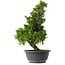 Juniperus chinensis Itoigawa, 35,5 cm, ± 15 anni