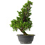 Juniperus chinensis Itoigawa, 35,5 cm, ± 15 jaar oud