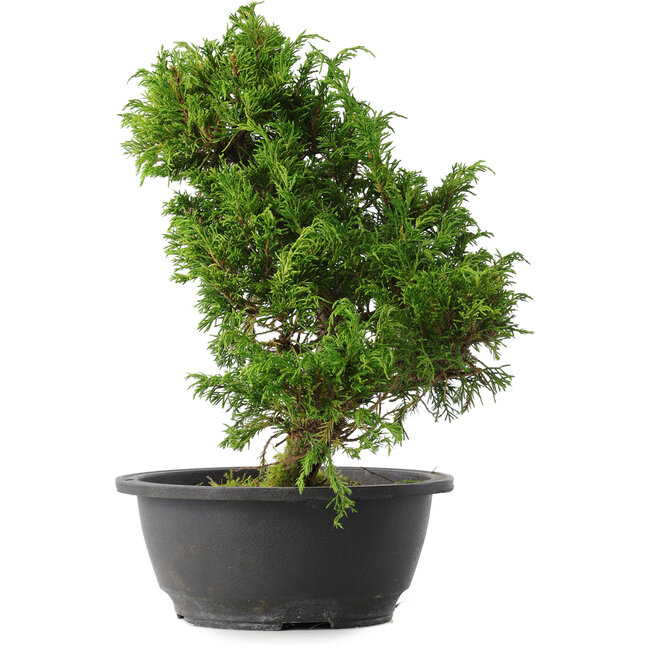 Juniperus chinensis Itoigawa, 29,5 cm, ± 15 years old