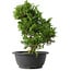 Juniperus chinensis Itoigawa, 29,5 cm, ± 15 anni