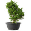 Juniperus chinensis Itoigawa, 29,5 cm, ± 15 jaar oud
