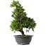 Juniperus chinensis Itoigawa, 35,5 cm, ± 15 anni