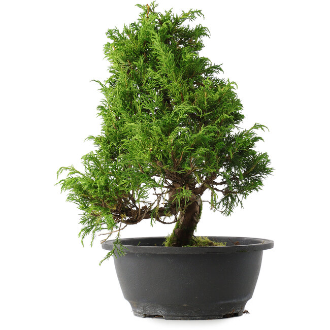 Juniperus chinensis Itoigawa, 29,5 cm, ± 15 años