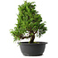 Juniperus chinensis Itoigawa, 29,5 cm, ± 15 jaar oud
