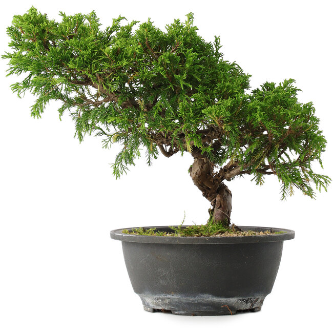 Juniperus chinensis Itoigawa, 25,5 cm, ± 15 jaar oud