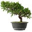 Juniperus chinensis Itoigawa, 25,5 cm, ± 15 anni