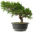 Juniperus chinensis Itoigawa, 25,5 cm, ± 15 jaar oud