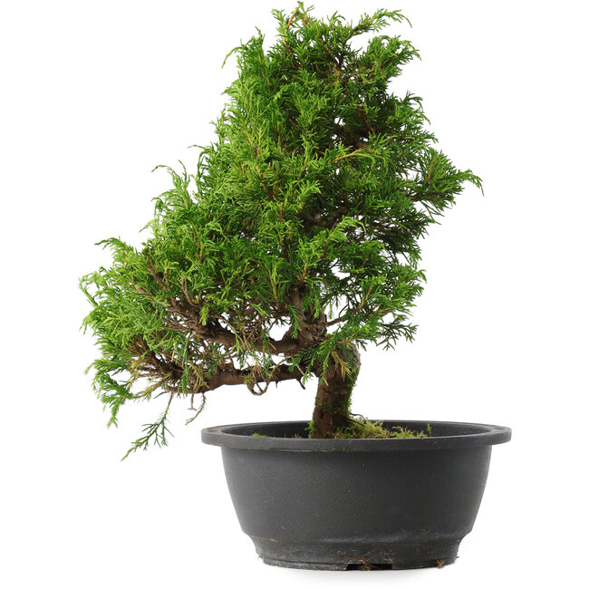 Juniperus chinensis Itoigawa, 29,5 cm, ± 15 anni