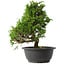 Juniperus chinensis Itoigawa, 29,5 cm, ± 15 anni