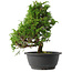 Juniperus chinensis Itoigawa, 29,5 cm, ± 15 jaar oud