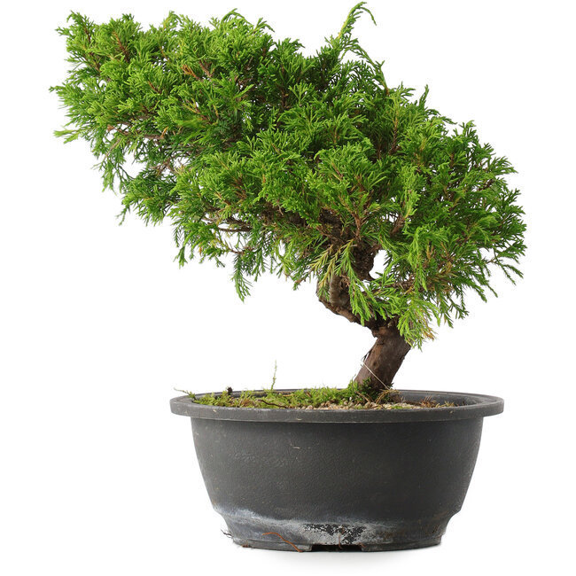Juniperus chinensis Itoigawa, 25,5 cm, ± 15 anni