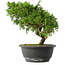 Juniperus chinensis Itoigawa, 25,5 cm, ± 15 jaar oud