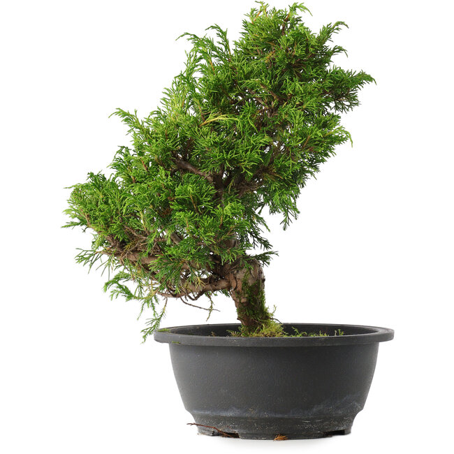 Juniperus chinensis Itoigawa, 29,5 cm, ± 15 años