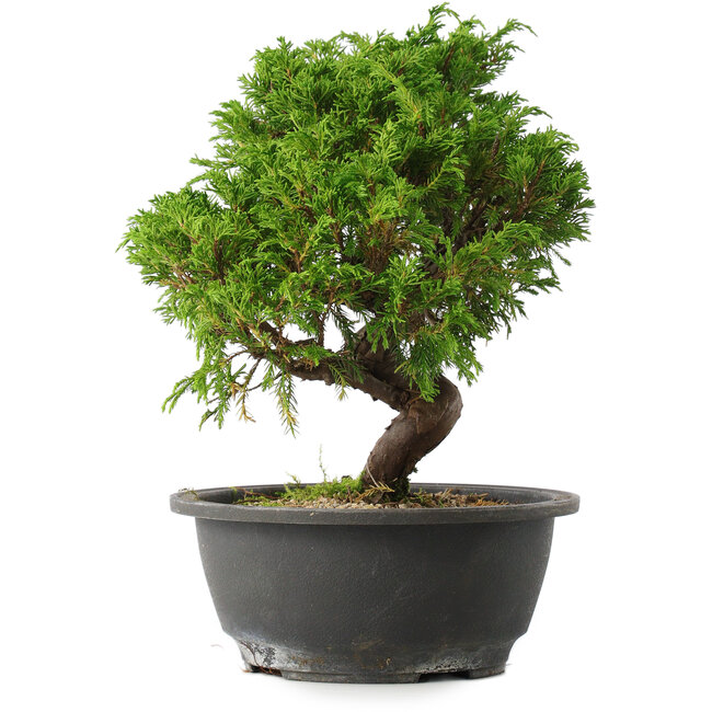 Juniperus chinensis Itoigawa, 25,5 cm, ± 15 años