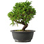 Juniperus chinensis Itoigawa, 25,5 cm, ± 15 jaar oud