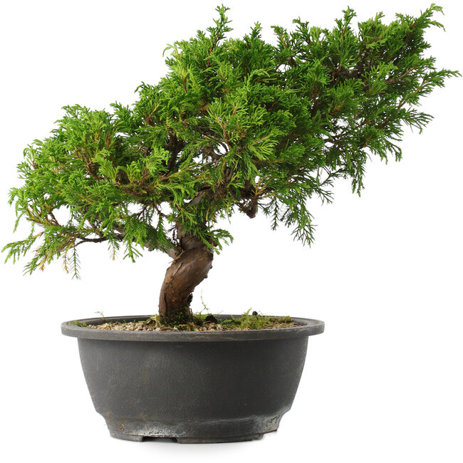 Juniperus chinensis Itoigawa, 25,5 cm, ± 15 anni