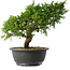 Juniperus chinensis Itoigawa, 25,5 cm, ± 15 jaar oud