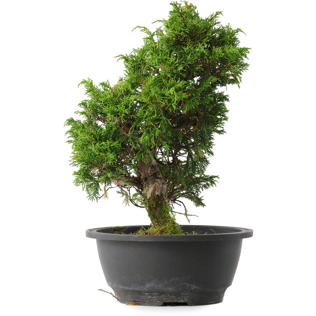 Juniperus chinensis Itoigawa, 29,5 cm, ± 15 years old