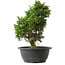 Juniperus chinensis Itoigawa, 29,5 cm, ± 15 anni