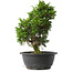 Juniperus chinensis Itoigawa, 29,5 cm, ± 15 jaar oud
