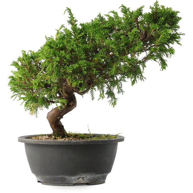 Juniperus chinensis Itoigawa, 25,5 cm, ± 15 ans