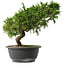 Juniperus chinensis Itoigawa, 25,5 cm, ± 15 anni