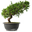 Juniperus chinensis Itoigawa, 25,5 cm, ± 15 jaar oud