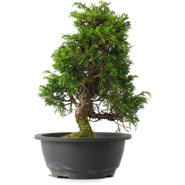 Juniperus chinensis Itoigawa, 29,5 cm, ± 15 jaar oud