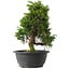 Juniperus chinensis Itoigawa, 29,5 cm, ± 15 anni