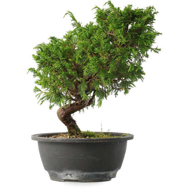 Juniperus chinensis Itoigawa, 25,5 cm, ± 15 anni