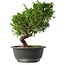 Juniperus chinensis Itoigawa, 25,5 cm, ± 15 anni