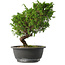 Juniperus chinensis Itoigawa, 25,5 cm, ± 15 jaar oud