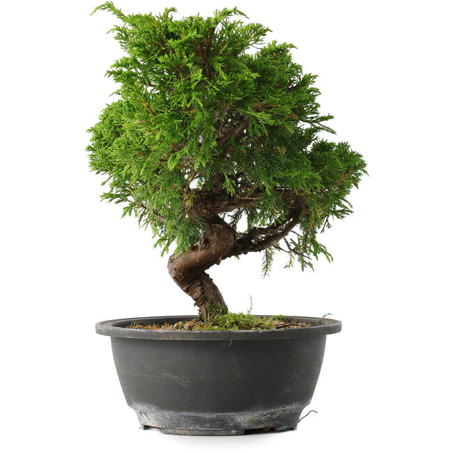 Juniperus chinensis Itoigawa, 25,5 cm, ± 15 years old