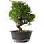 Juniperus chinensis Itoigawa, 25,5 cm, ± 15 anni