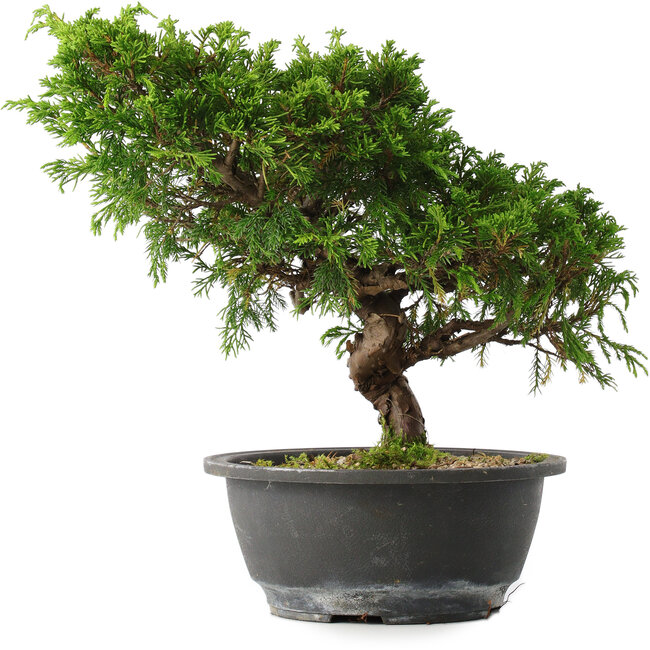 Juniperus chinensis Itoigawa, 25,5 cm, ± 15 años