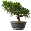 Juniperus chinensis Itoigawa, 25,5 cm, ± 15 jaar oud
