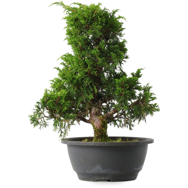 Juniperus chinensis Itoigawa, 30,5 cm, ± 15 jaar oud