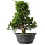 Juniperus chinensis Itoigawa, 30,5 cm, ± 15 anni