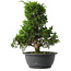 Juniperus chinensis Itoigawa, 30,5 cm, ± 15 jaar oud