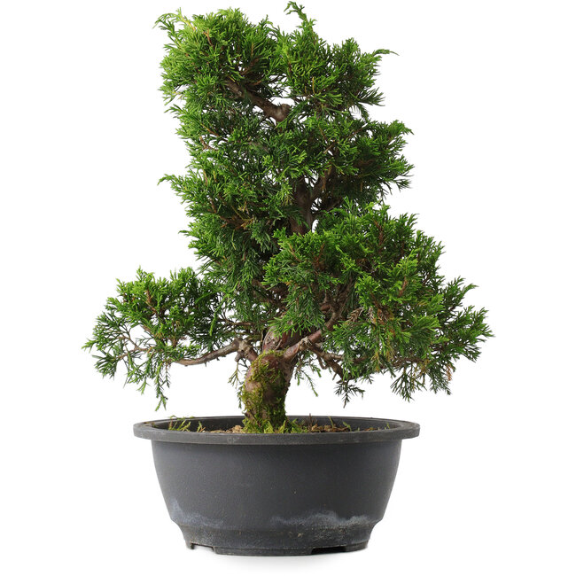 Juniperus chinensis Itoigawa, 30,5 cm, ± 15 años