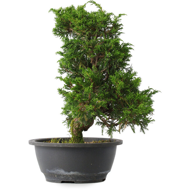 Juniperus chinensis Itoigawa, 30,5 cm, ± 15 jaar oud