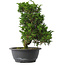 Juniperus chinensis Itoigawa, 30,5 cm, ± 15 jaar oud