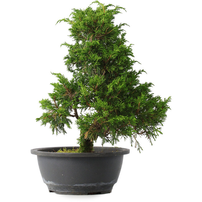 Juniperus chinensis Itoigawa, 30,5 cm, ± 15 years old