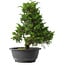 Juniperus chinensis Itoigawa, 30,5 cm, ± 15 anni